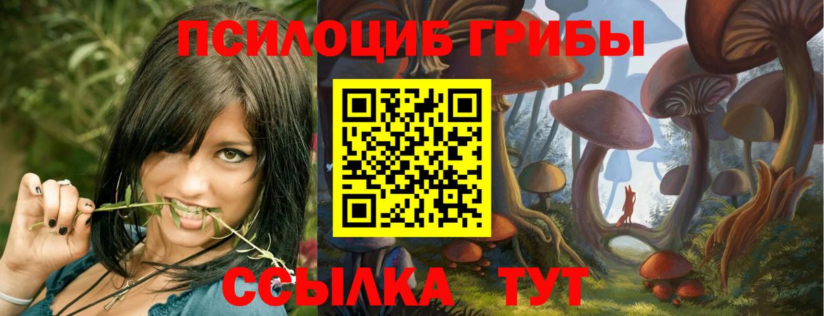 Галлюциногенные грибы Psilocybe Лениногорск